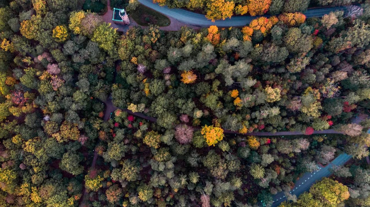 Treated vegetation landscape